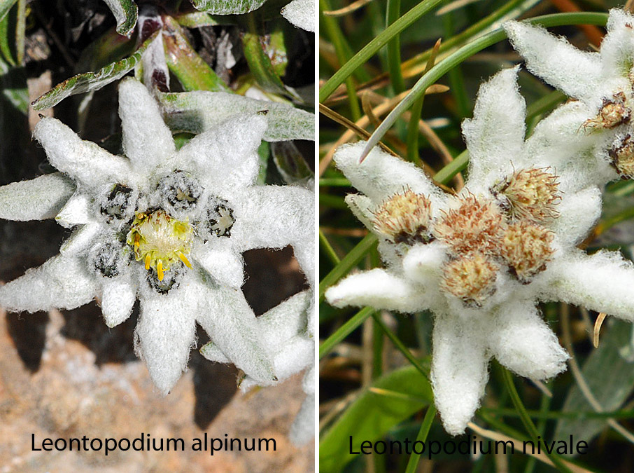 Leontopodium nivale / Stella alpina appenninica