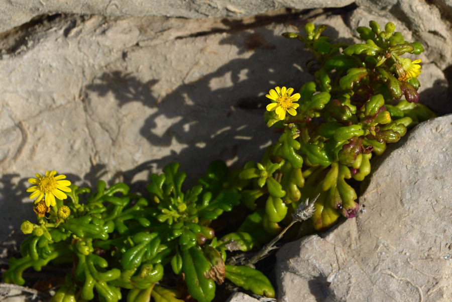 Senecio leucanthemifolius / Senecione costiero