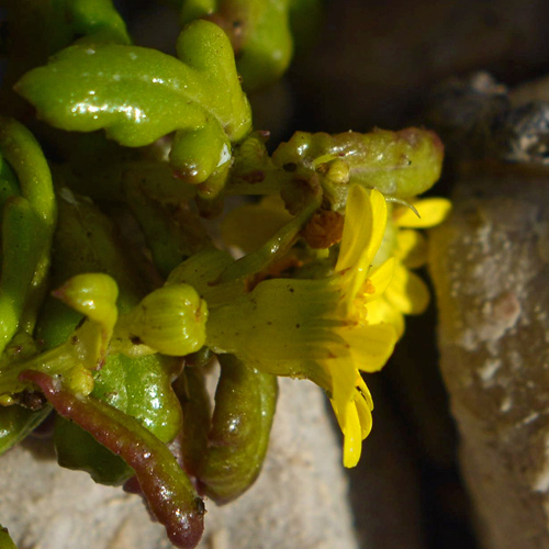 Senecio leucanthemifolius / Senecione costiero