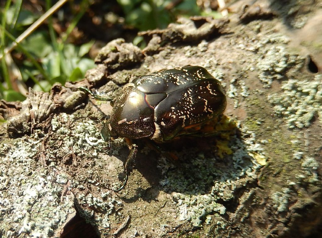 Protaetia (Liocola) lugubris, Cetoniidae