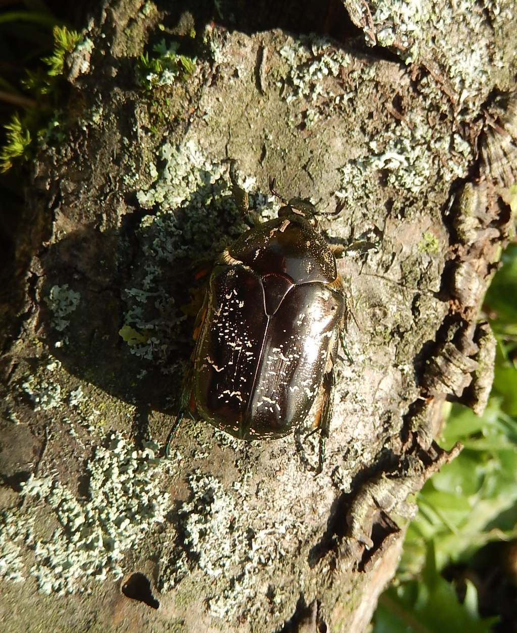 Protaetia (Liocola) lugubris, Cetoniidae