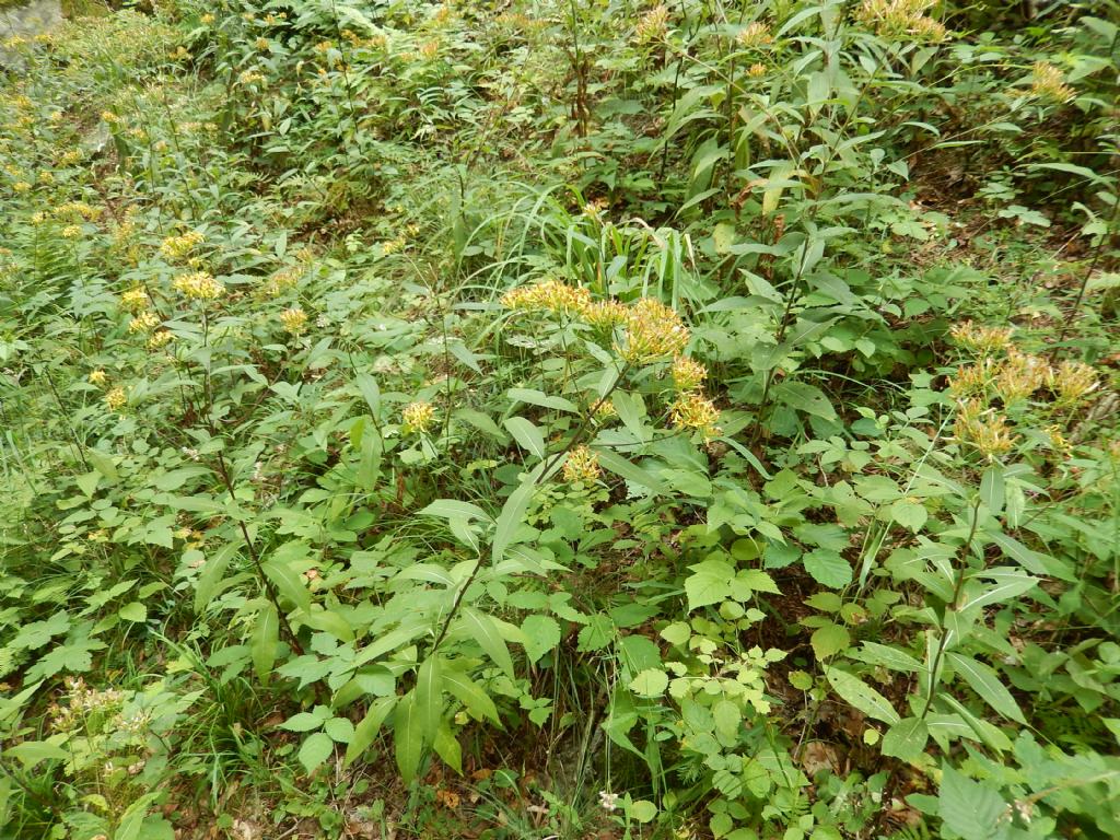 Val Varrone - Senecio ovatus