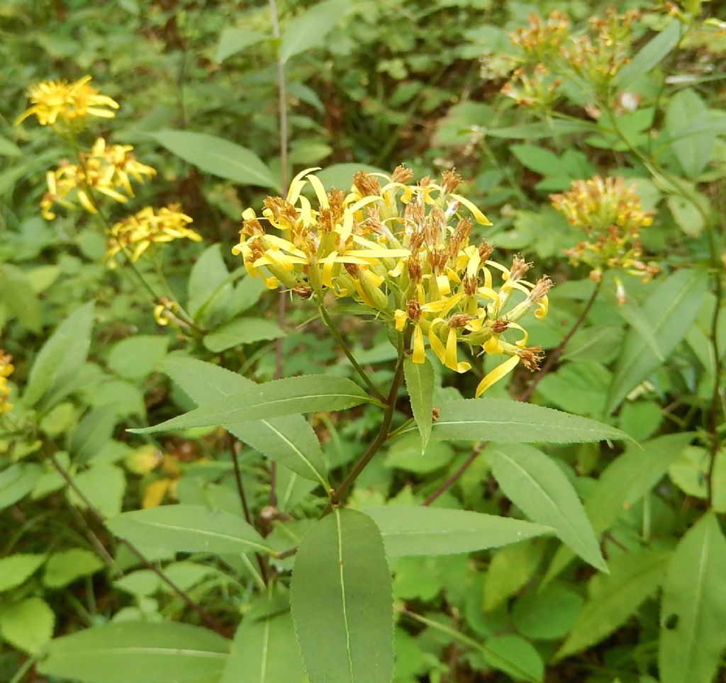 Val Varrone - Senecio ovatus