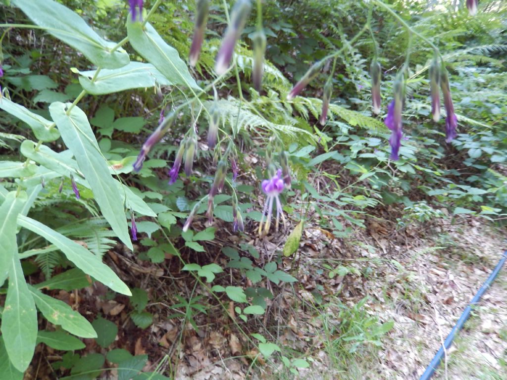 Val Varrone - Prenanthes purpurea