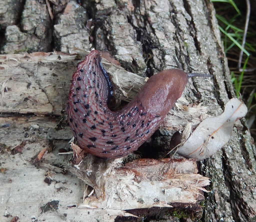 Limax dacampi in dintorni di Angera (VA) - Lago Maggiore