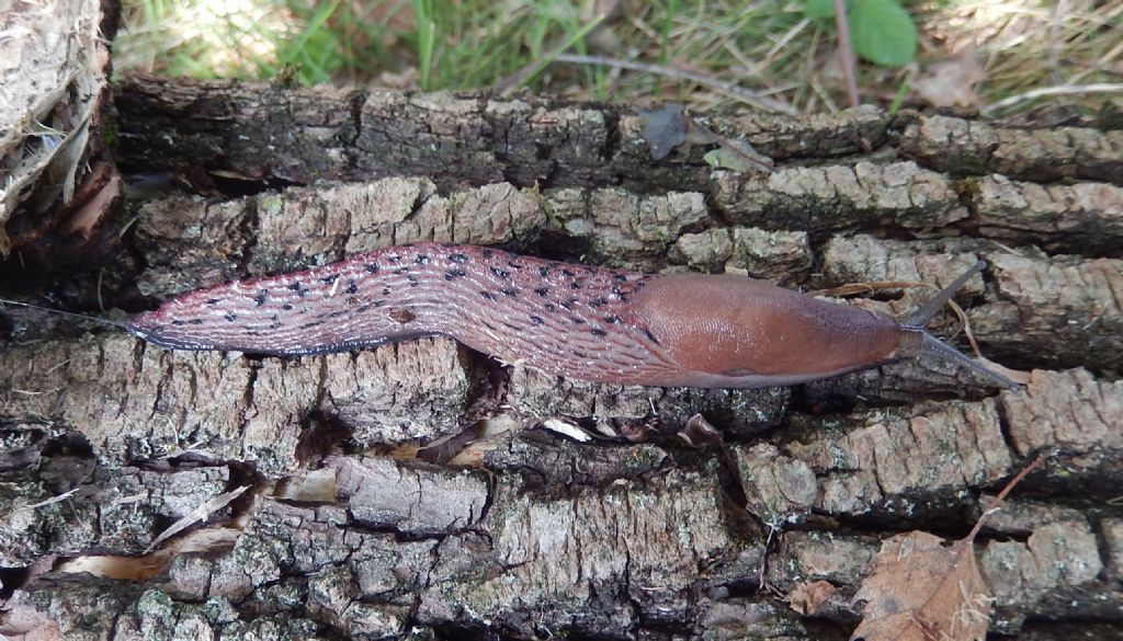 Limax dacampi in dintorni di Angera (VA) - Lago Maggiore