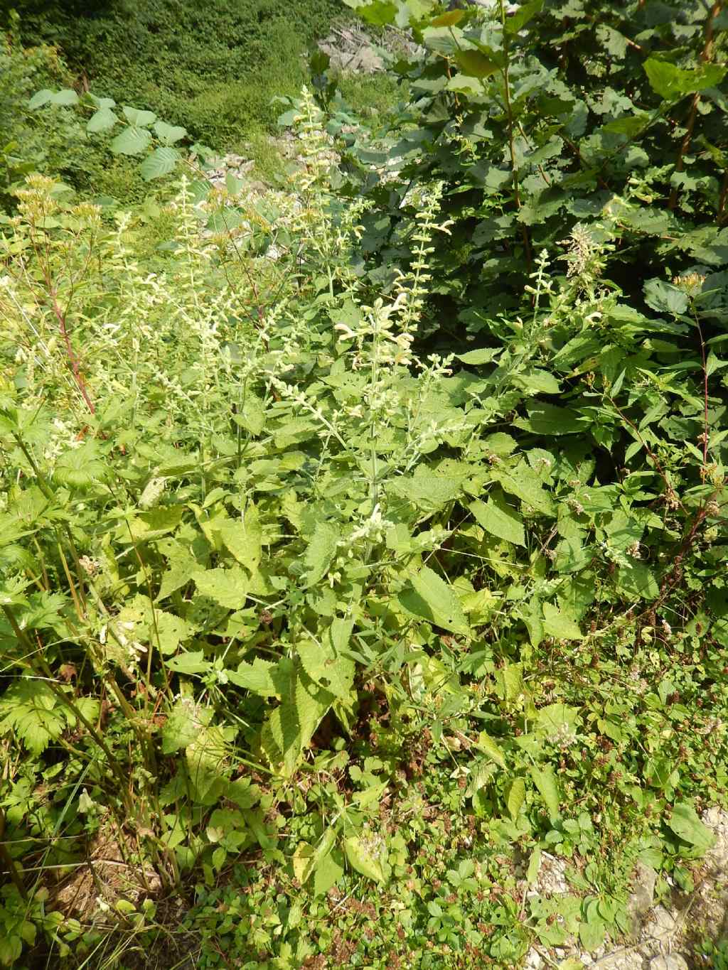 Salvia glutinosa