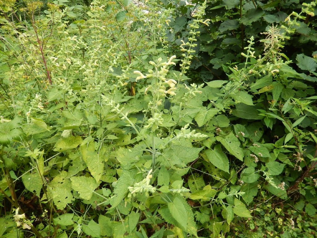 Salvia glutinosa