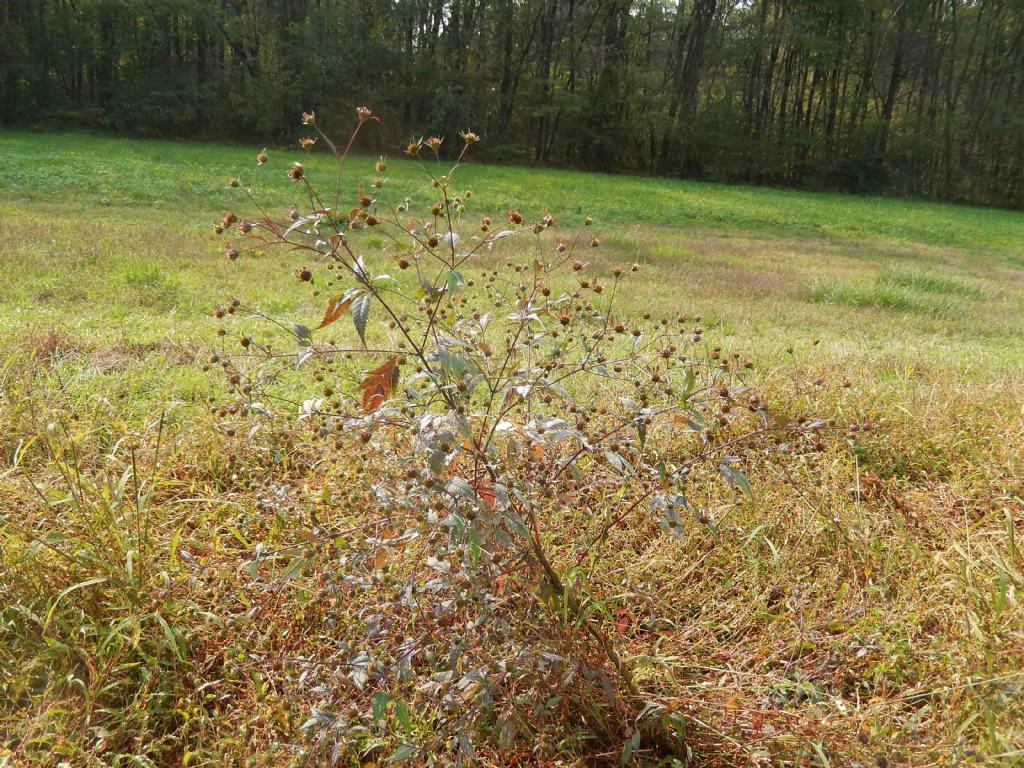 Asteracea - Bidens sp.