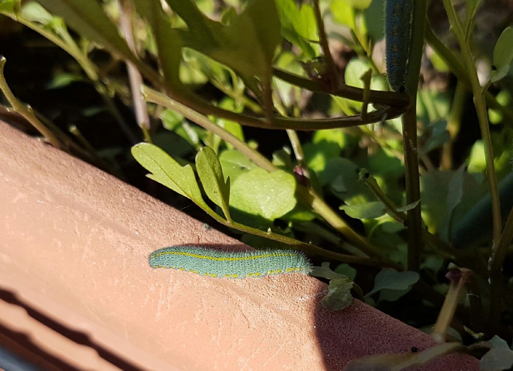 Bruco in balcone - Pieris cfr. rapae