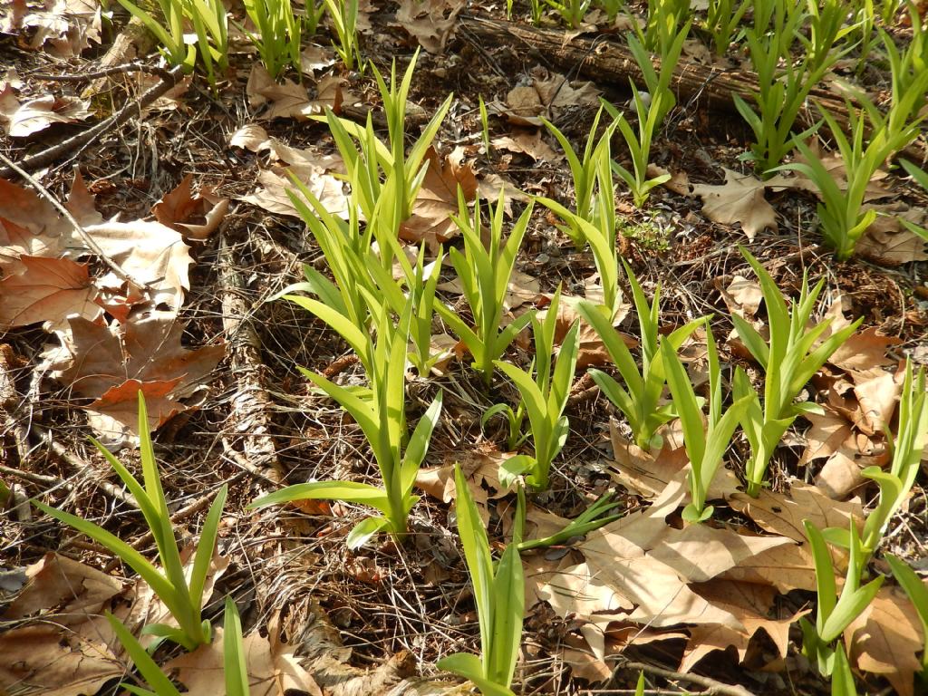 Nosate - Hemerocallis fulva