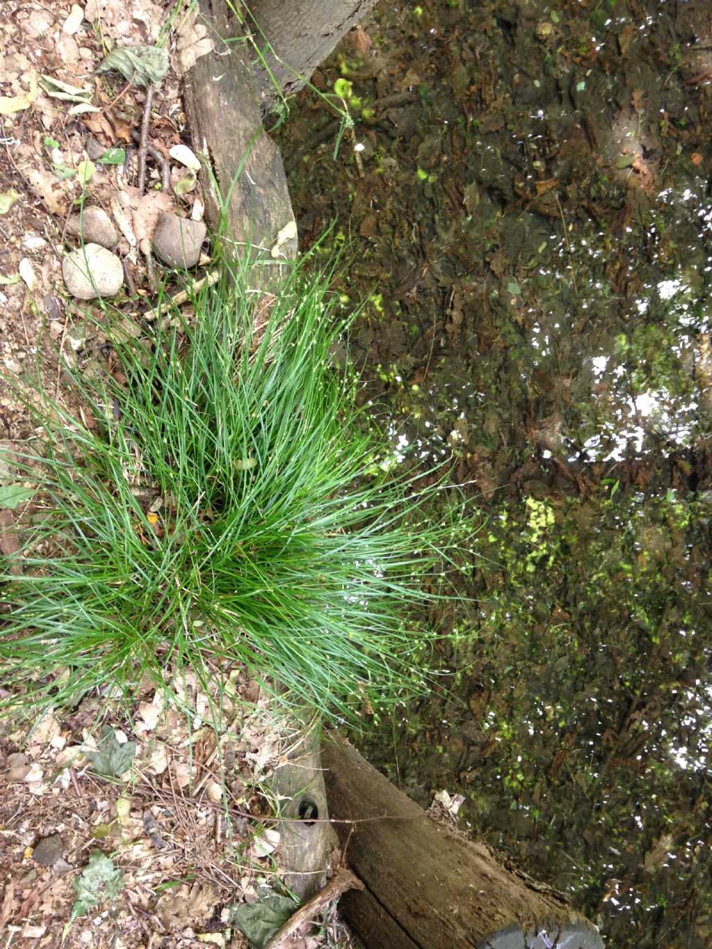 Carex divulsa o remota ?