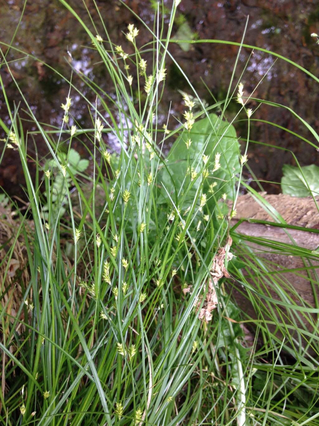 Carex divulsa o remota ?