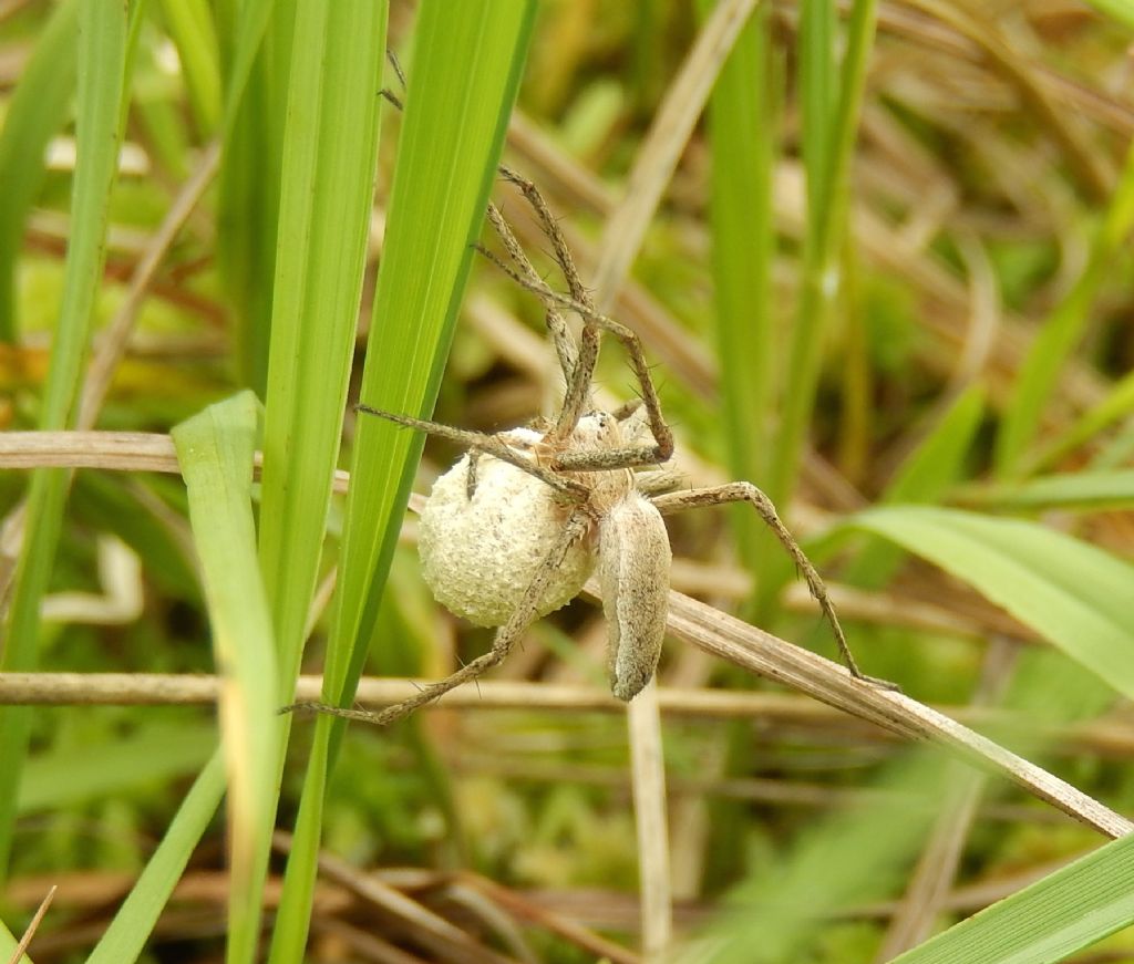 Pisaura sp.