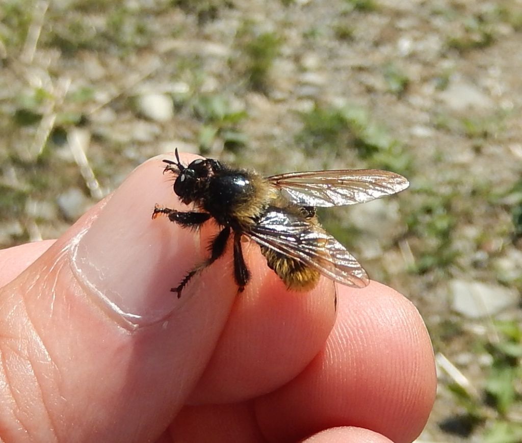 Asilide: Laphria flava