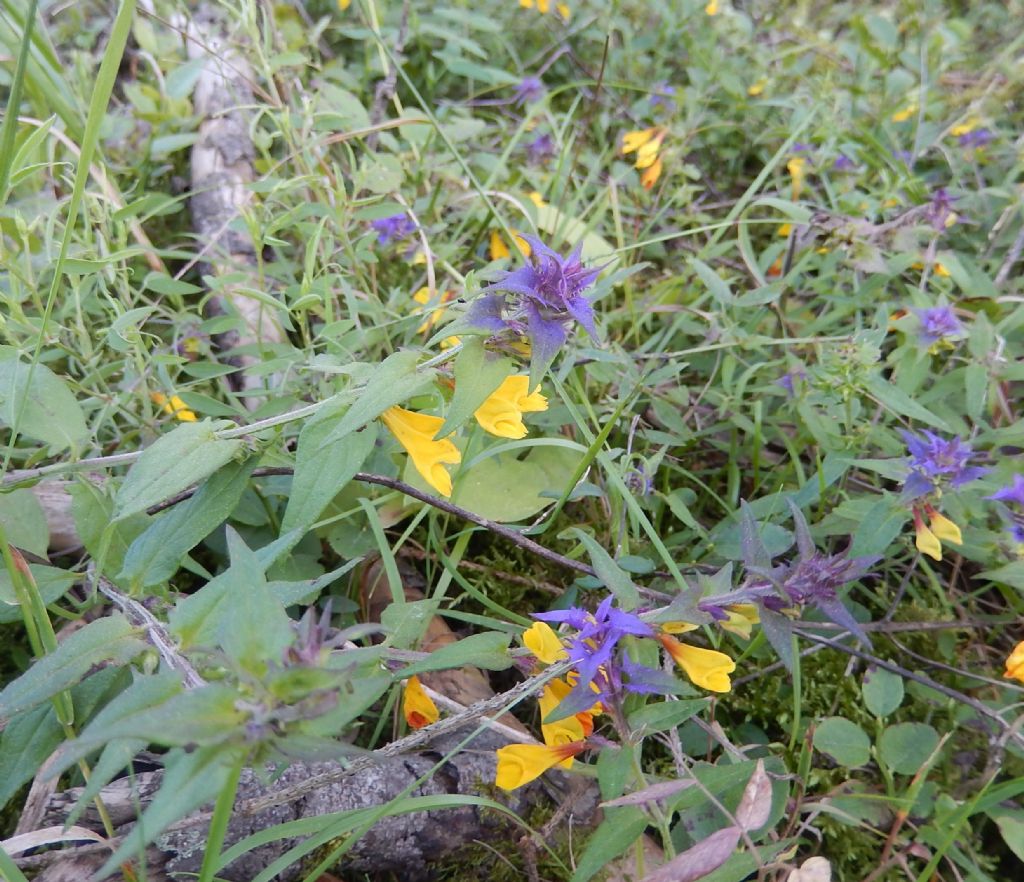 Melampyrum sp. (Orobanchaceae) - Polonia