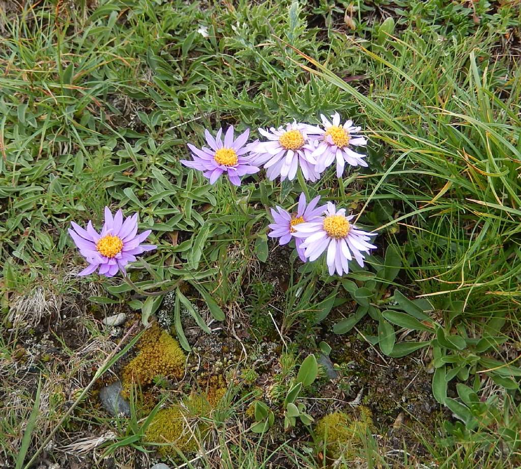 Aster alpinus