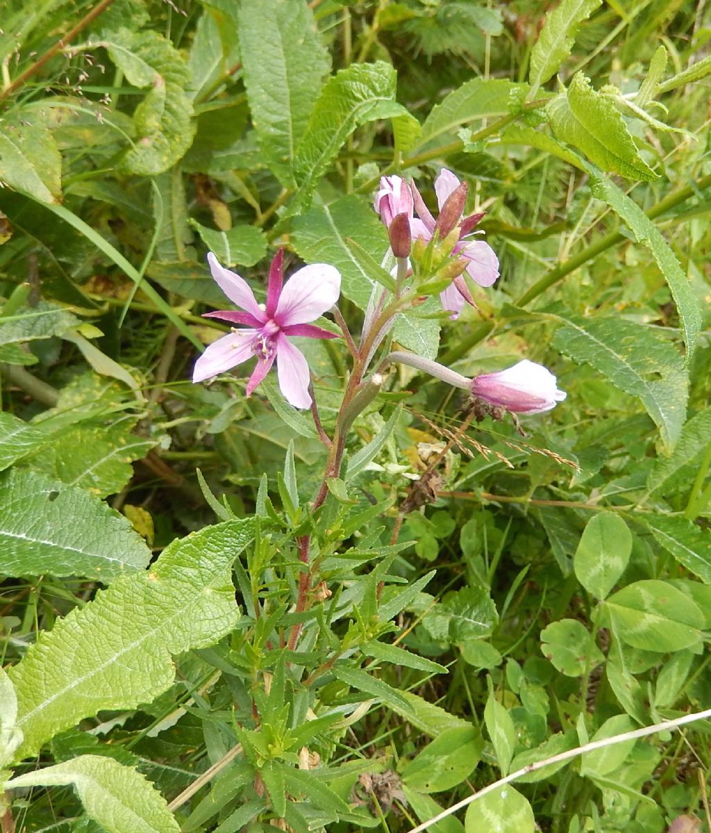 Chamaenerion fleischeri  (= Epilobium fleischeri)