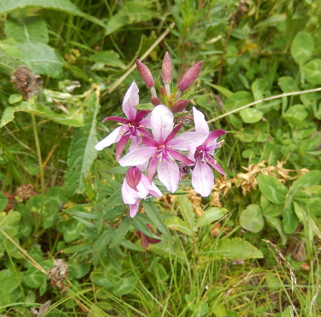 Chamaenerion fleischeri  (= Epilobium fleischeri)