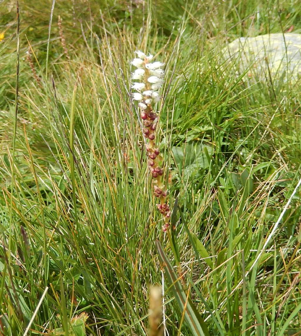 Polygonum - Bistorta vivipara