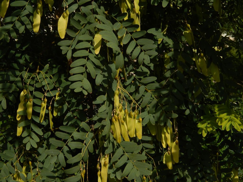 Tipuana tipu (Fabaceae)