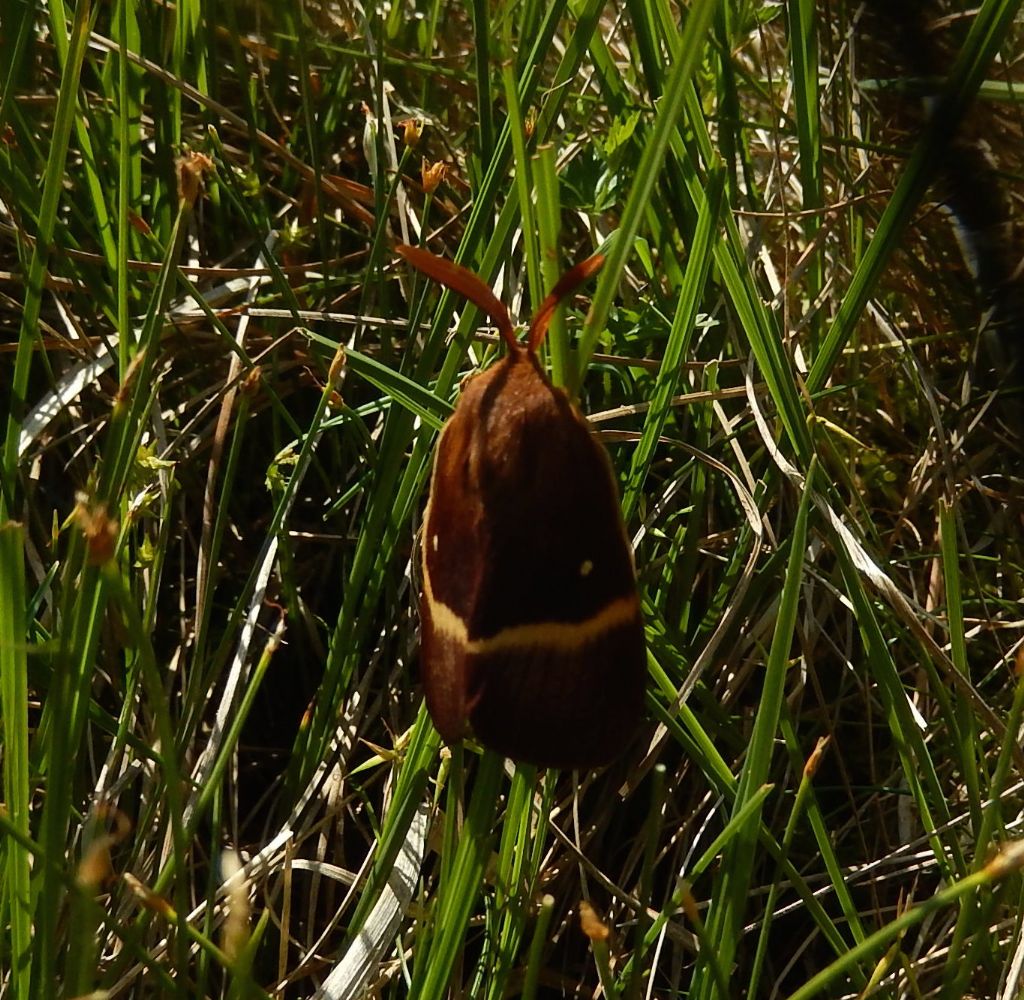 Falena montana - Lasiocampa (Lasiocampa) quercus