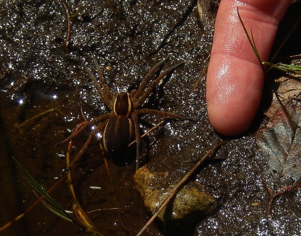 Dolomedes sp.?  S!, femmina - Carpugnino (NO)