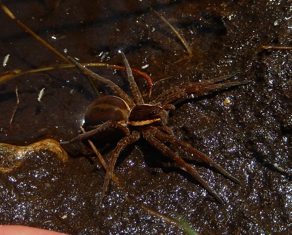 Dolomedes sp.?  S!, femmina - Carpugnino (NO)