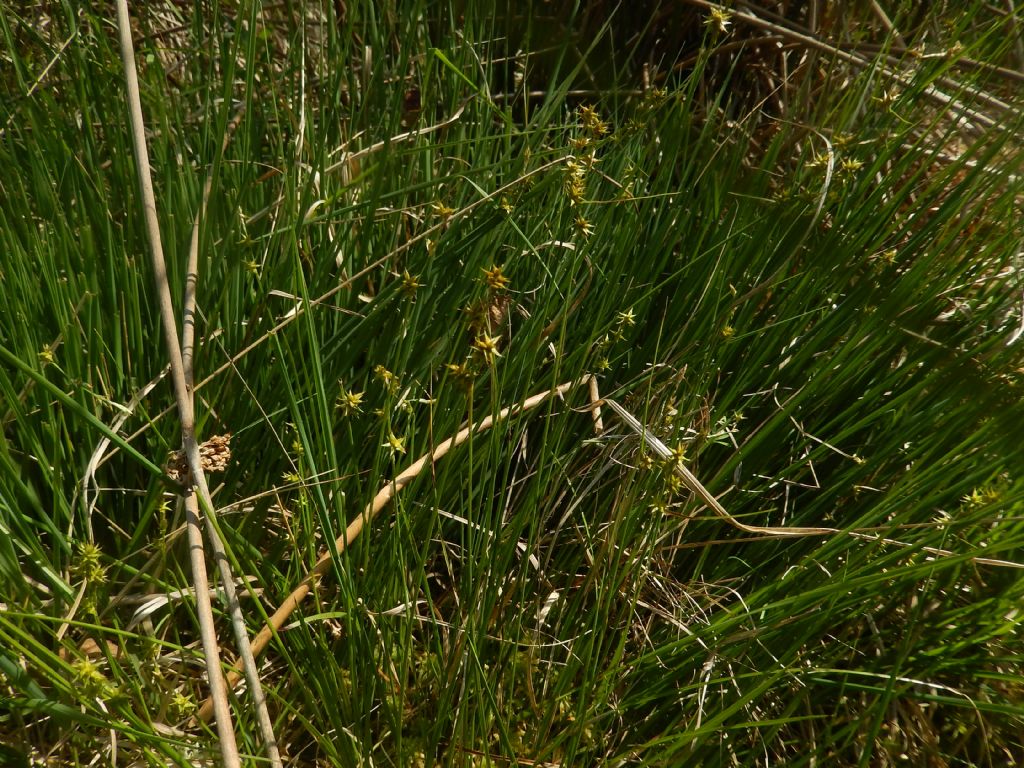 Pianta palustre - Carex sp.