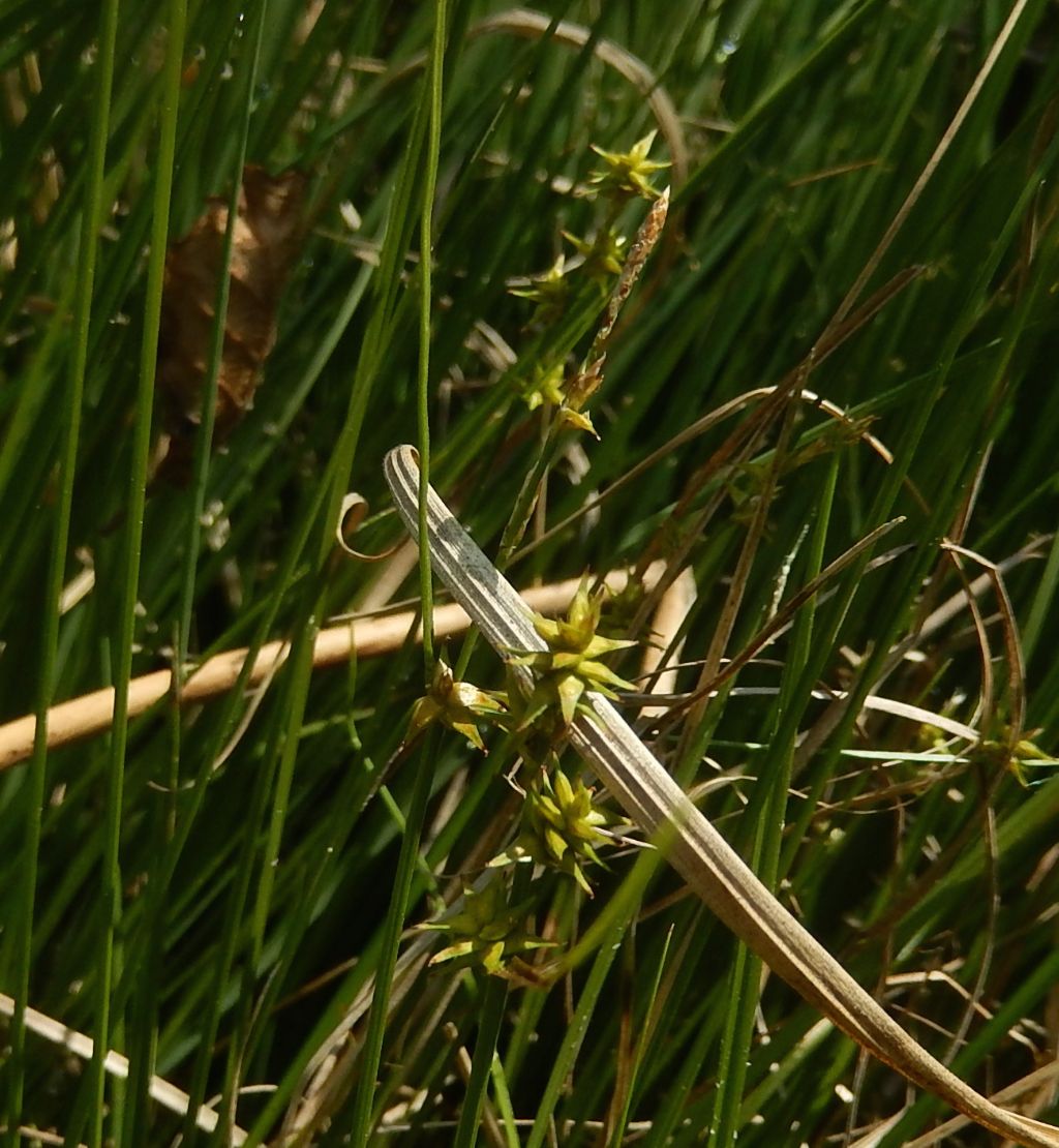 Pianta palustre - Carex sp.