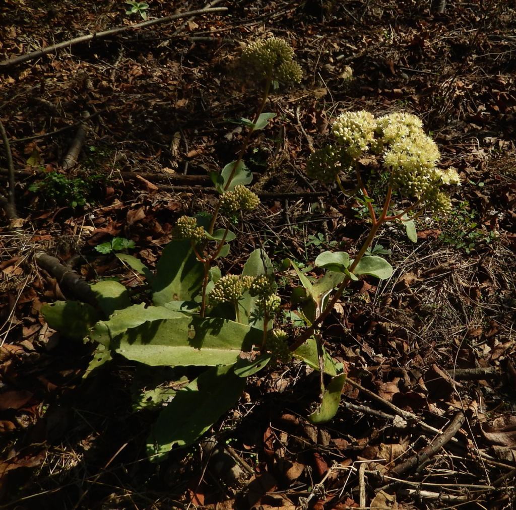 Parco del Ticino - Hylotelephium maximum (Crassulaceae)