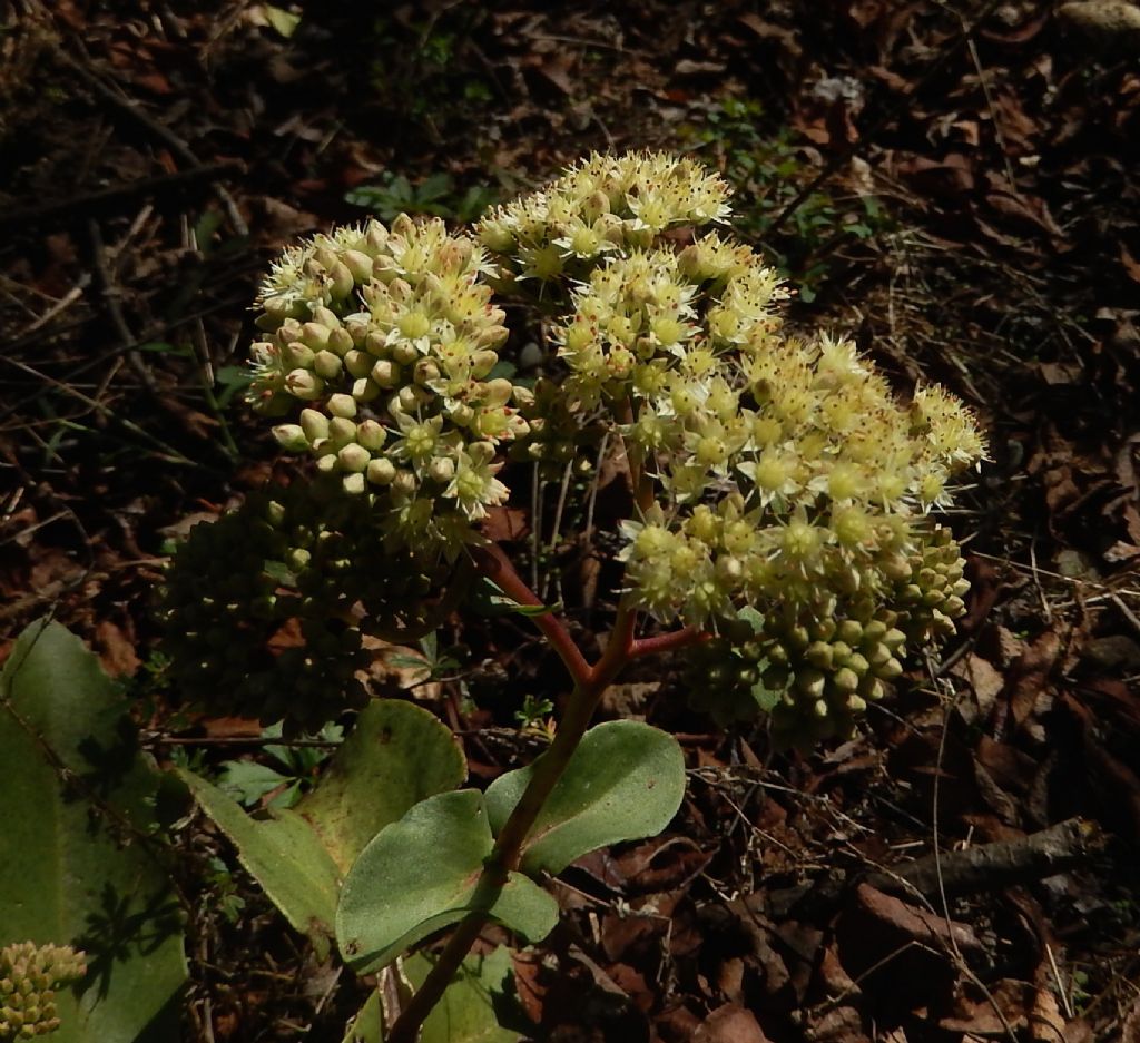 Parco del Ticino - Hylotelephium maximum (Crassulaceae)