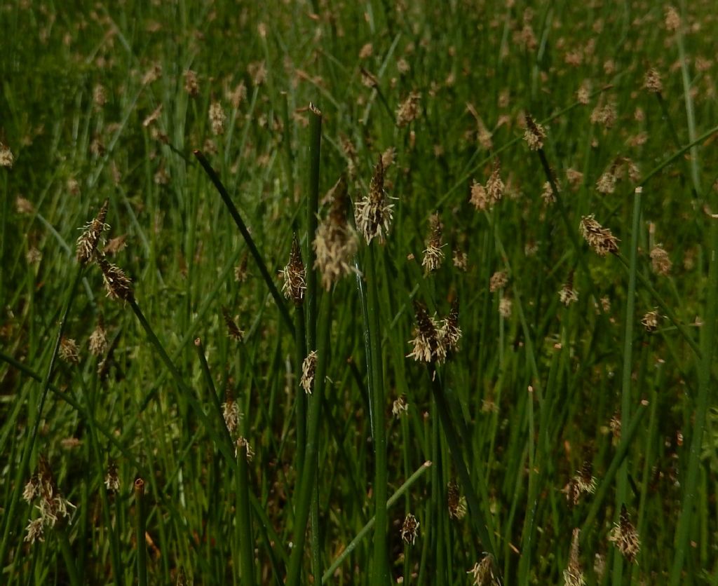 Carex di Milano: Eleocharis palustris (Cyperaceae)