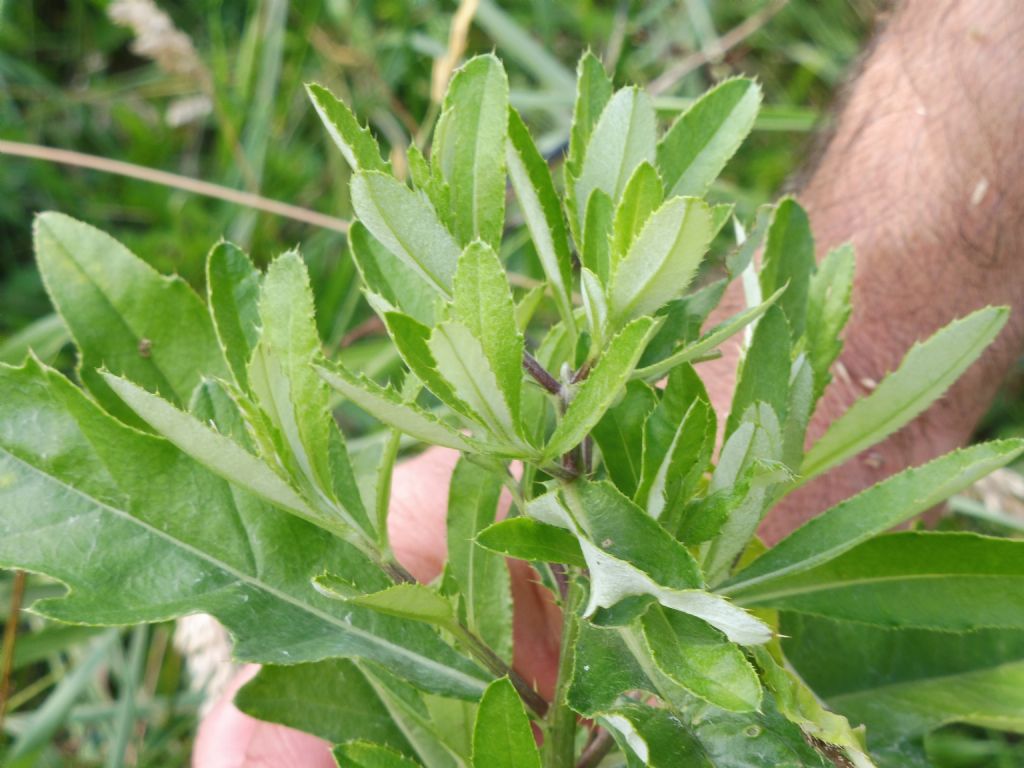 Pianta quercifolia