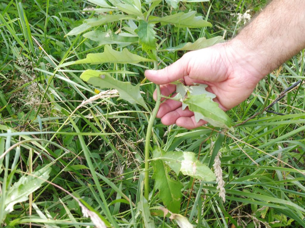 Pianta quercifolia