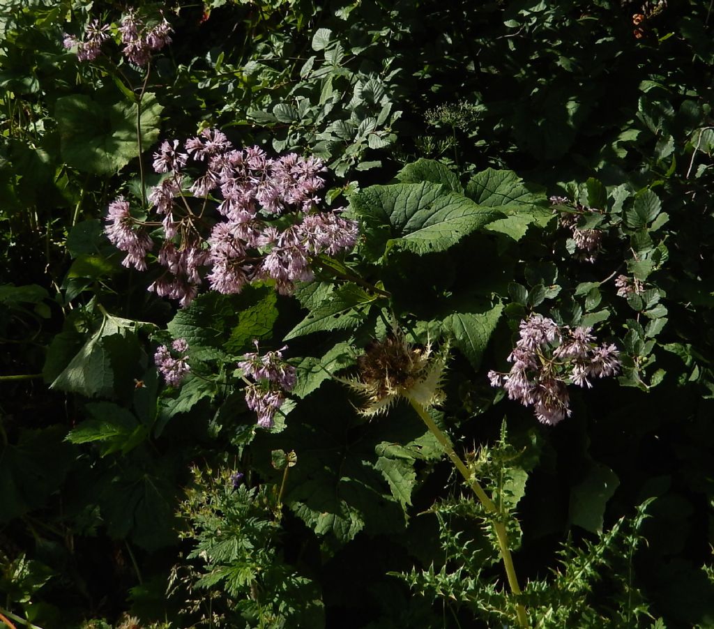 Adenostyles alpina (=Adenostyles glabra) / Cavolaccio verde