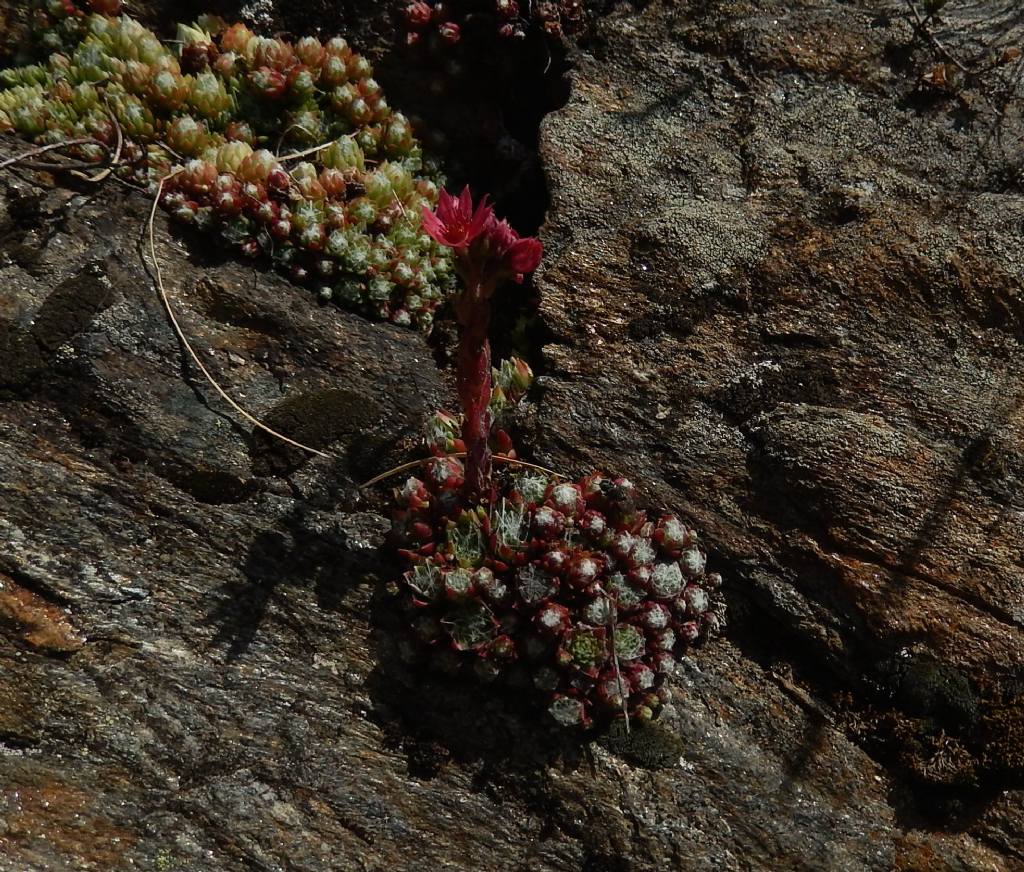 Sedum - no, Sempervivum arachnoideum