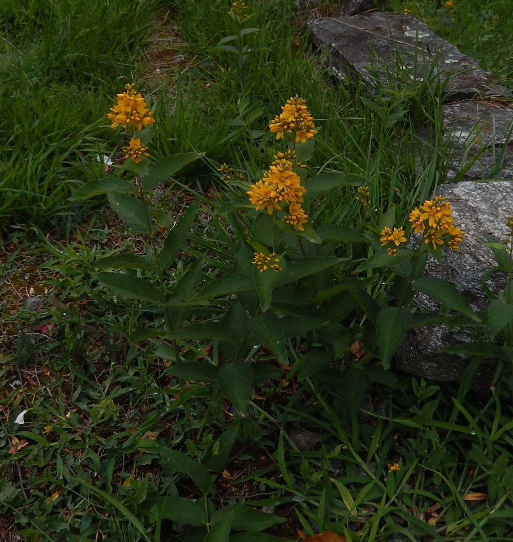 Lysimachia vulgaris