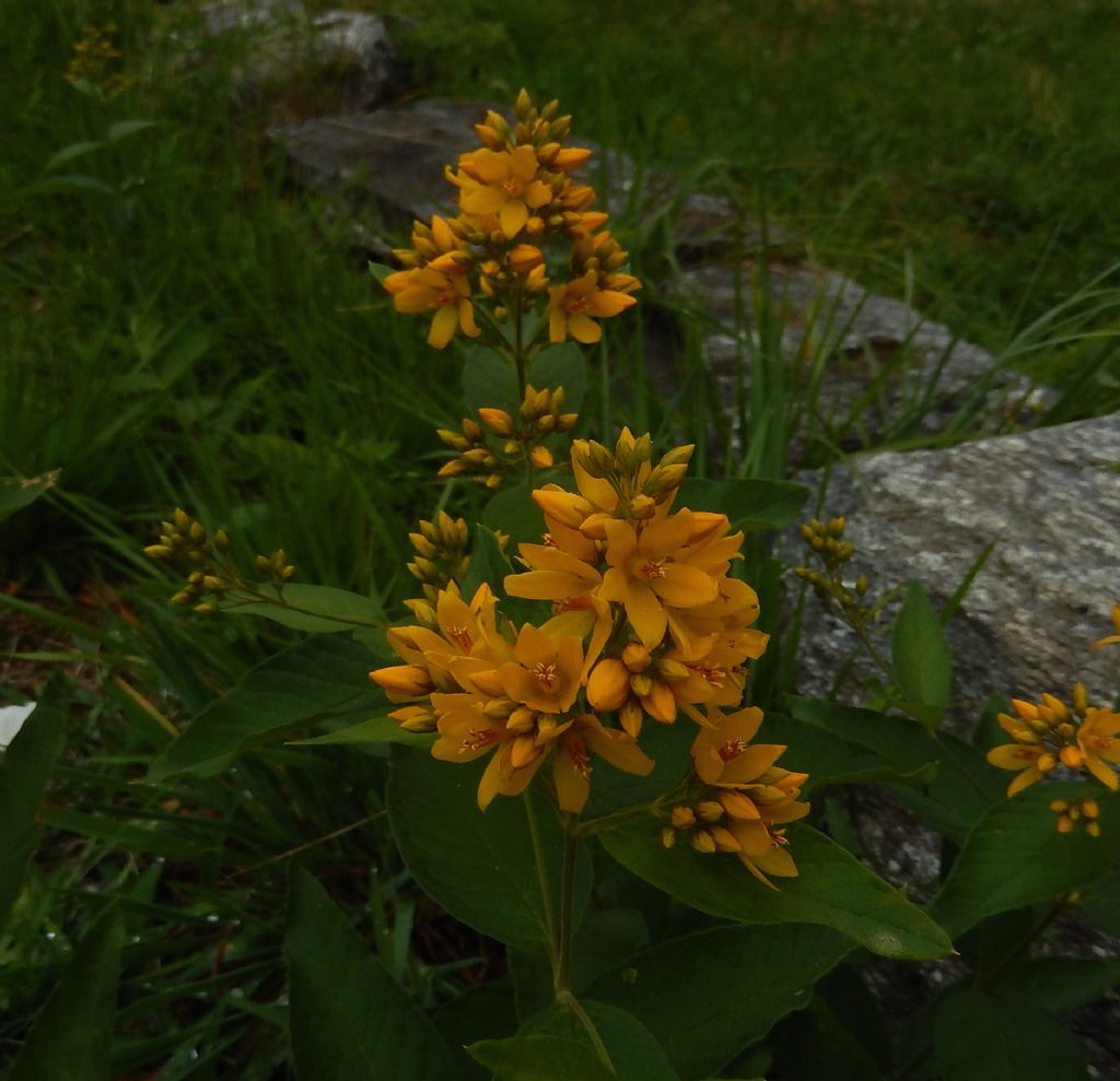 Lysimachia vulgaris