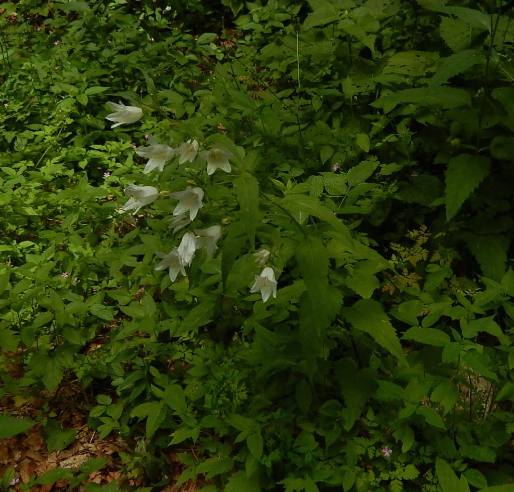 Digitalis- no, Campanula trachelium