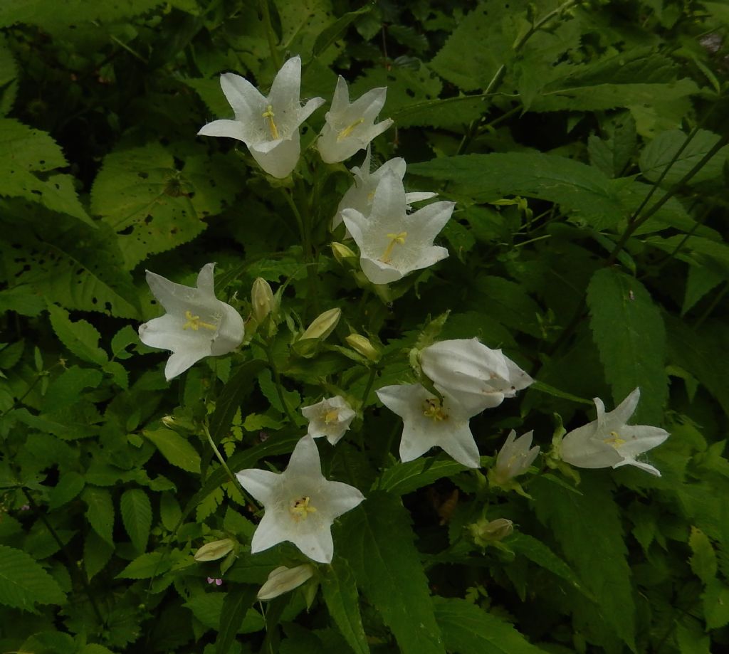 Digitalis- no, Campanula trachelium