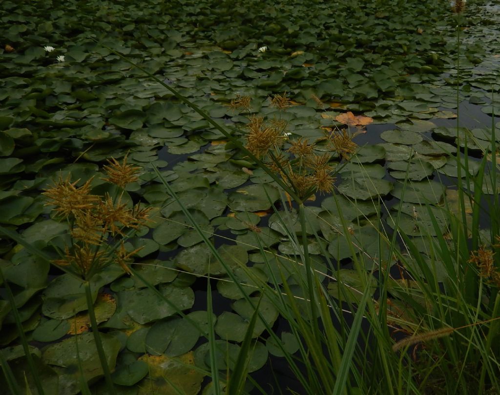 Cyperus milanese