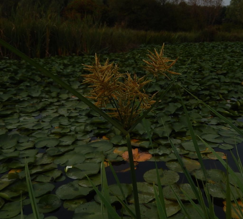 Cyperus milanese