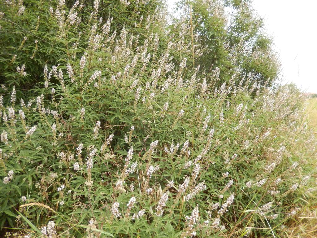 Vitex agnus-castus (Lamiaceae)