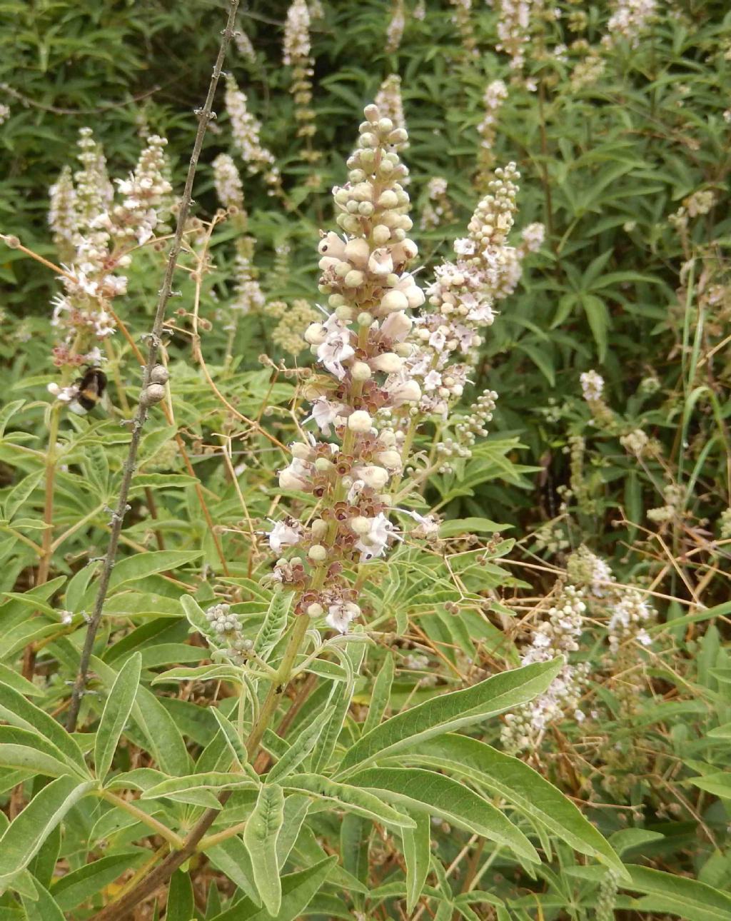 Vitex agnus-castus (Lamiaceae)