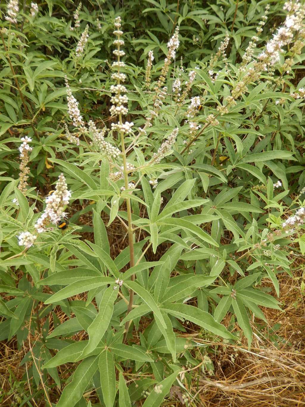 Vitex agnus-castus (Lamiaceae)