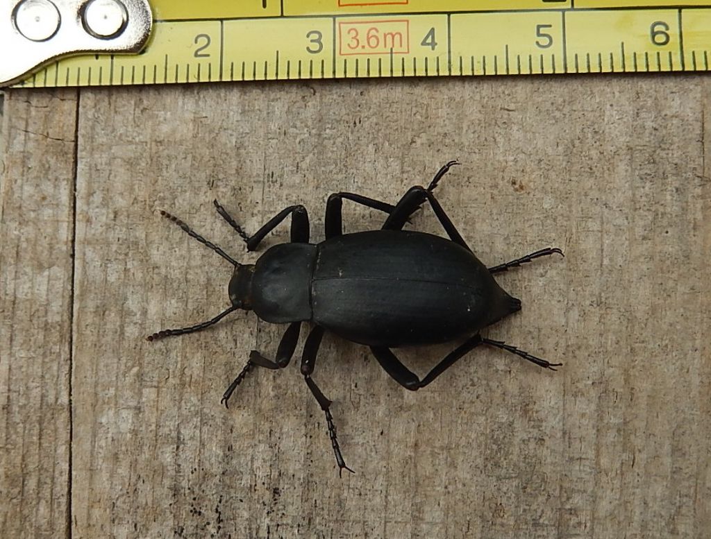 Tenebrionidae: Blaps mucronata