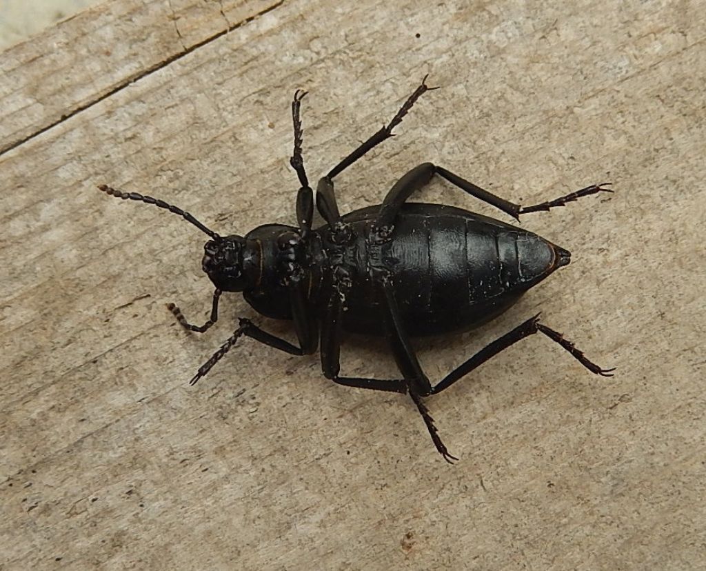 Tenebrionidae: Blaps mucronata