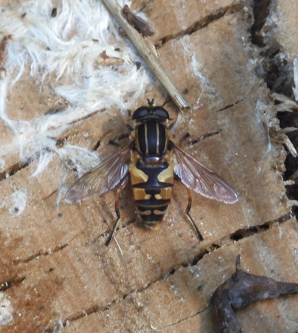 Syrphidae: Helophilus? S, Helophilus pendulus, femmina