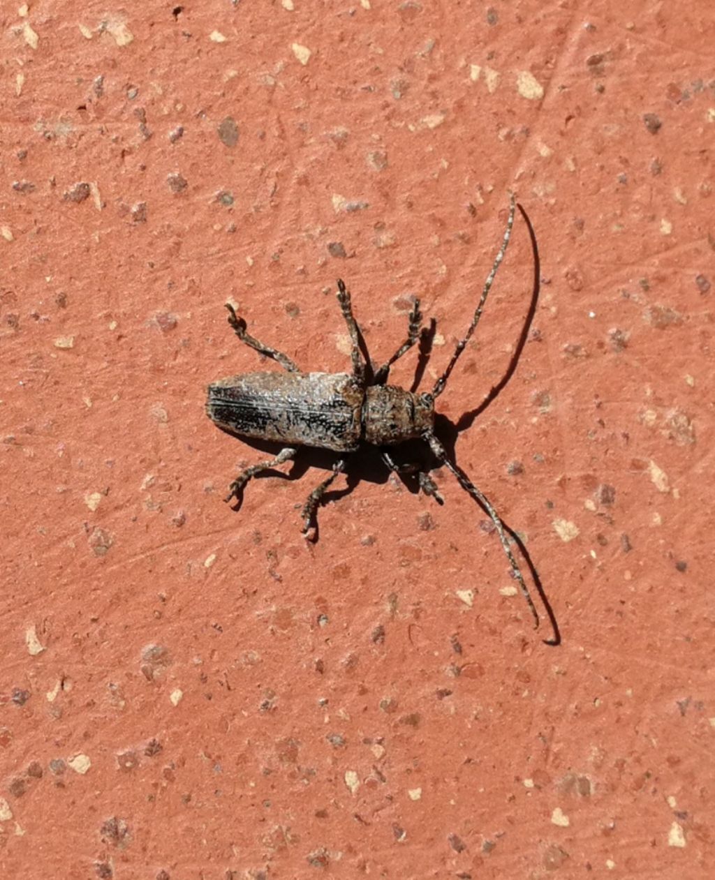 Cerambycidae: Niphona picticornis